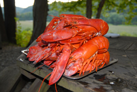 Lobster Feast